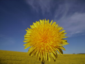 gelbe Blume vor blauem Himmel